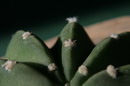 Easter Lily Cactus